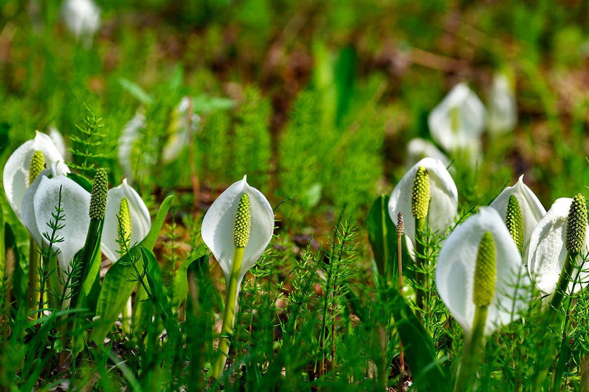 🌸 가미미요리 수생식물원(가미미요리 스이세이쇼쿠부츠엔)